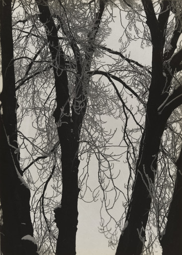 White Poplar