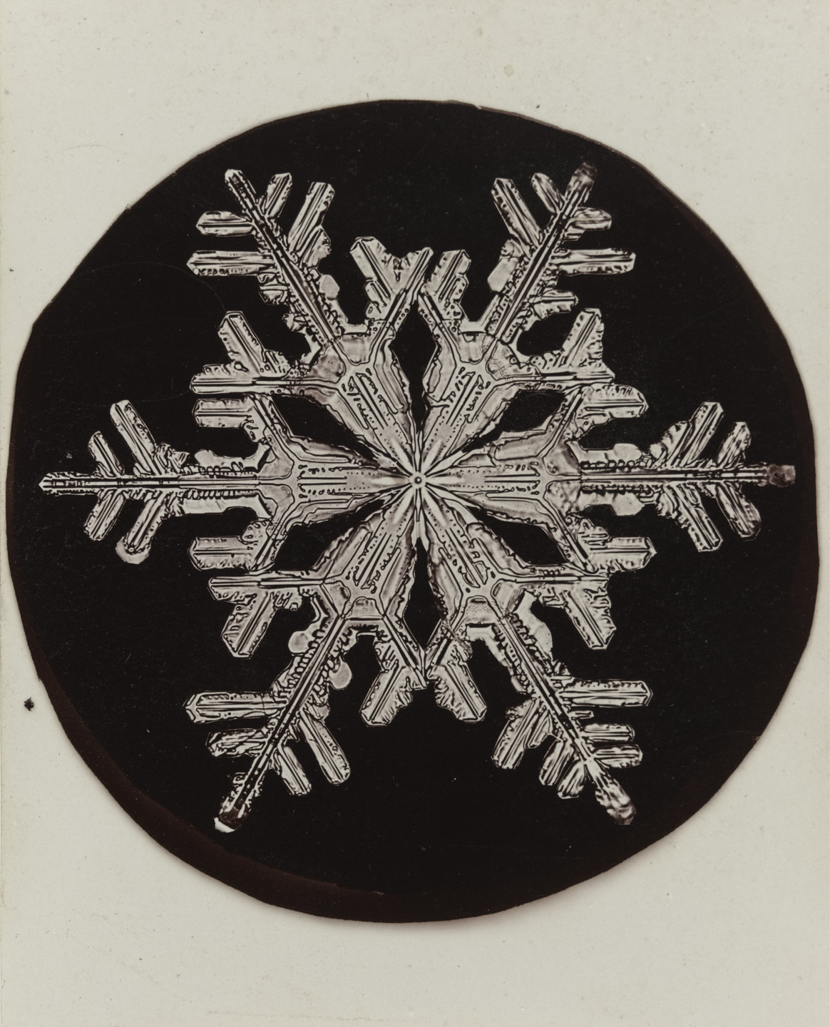 Wilson A. Bentley. Snowflake. c. 1905