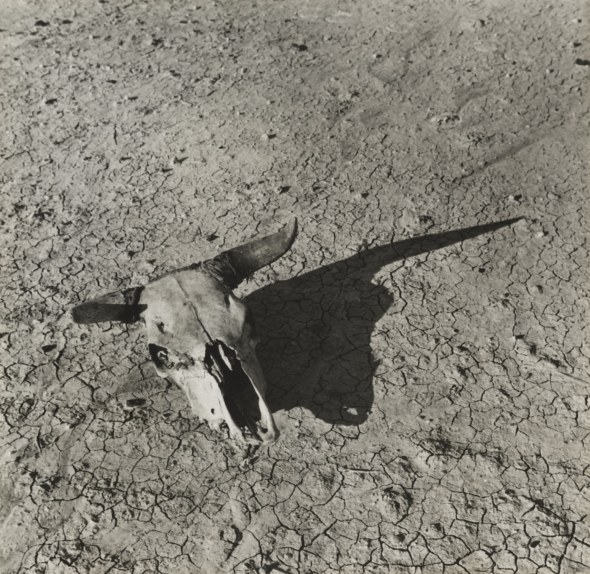 Arthur Rothstein. Skull, Badlands, South Dakota