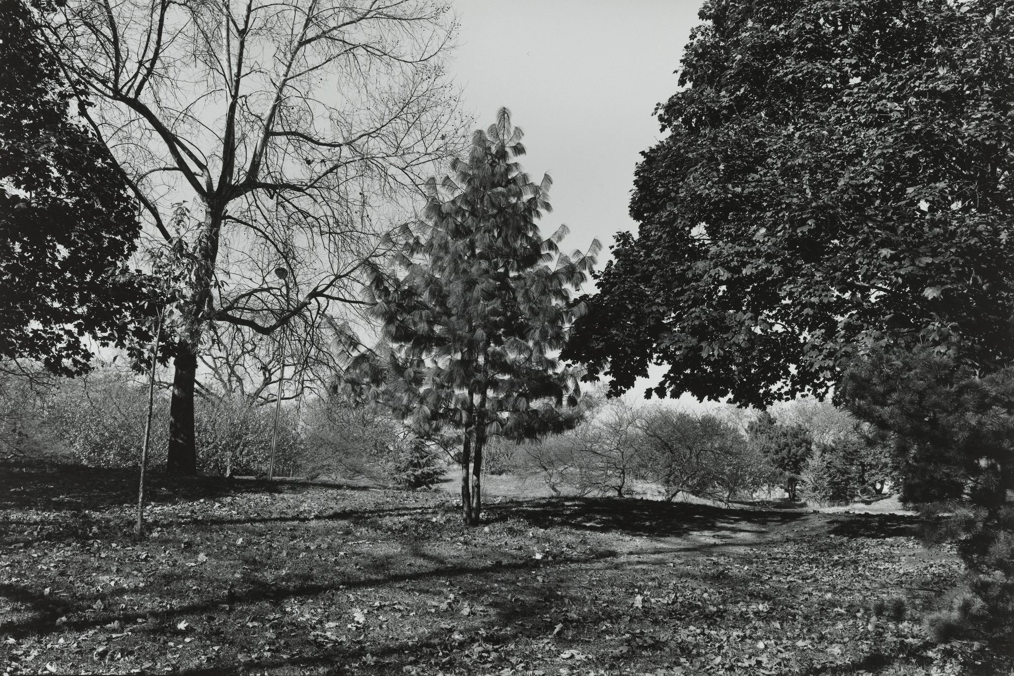 Tod Papageorge. Central Park. 1975