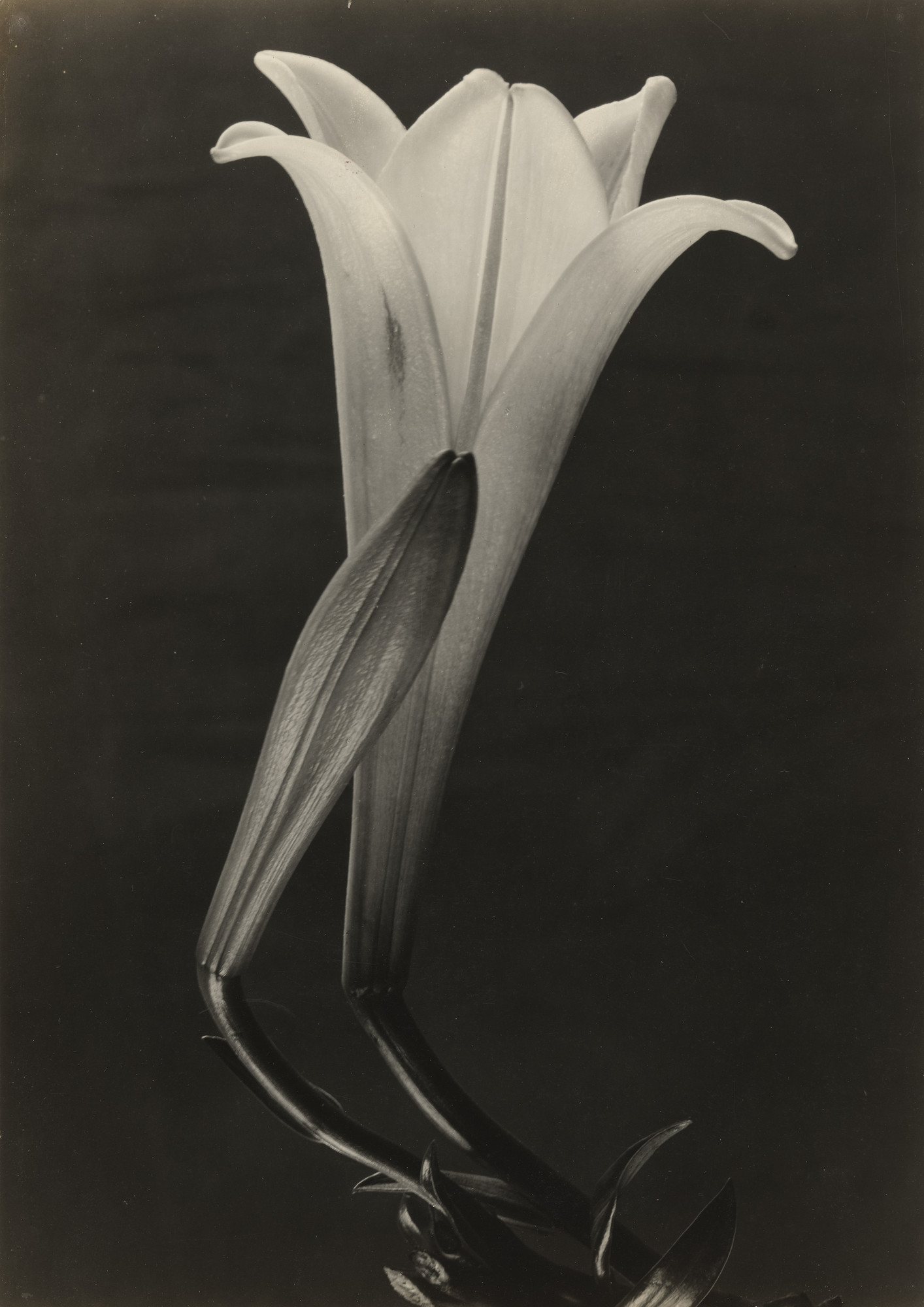 Tina Modotti. Easter Lily and Bud
