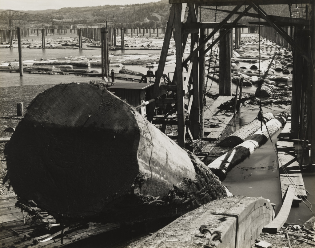 Logs Coming up Conveyor into Mill, Longview, Washington