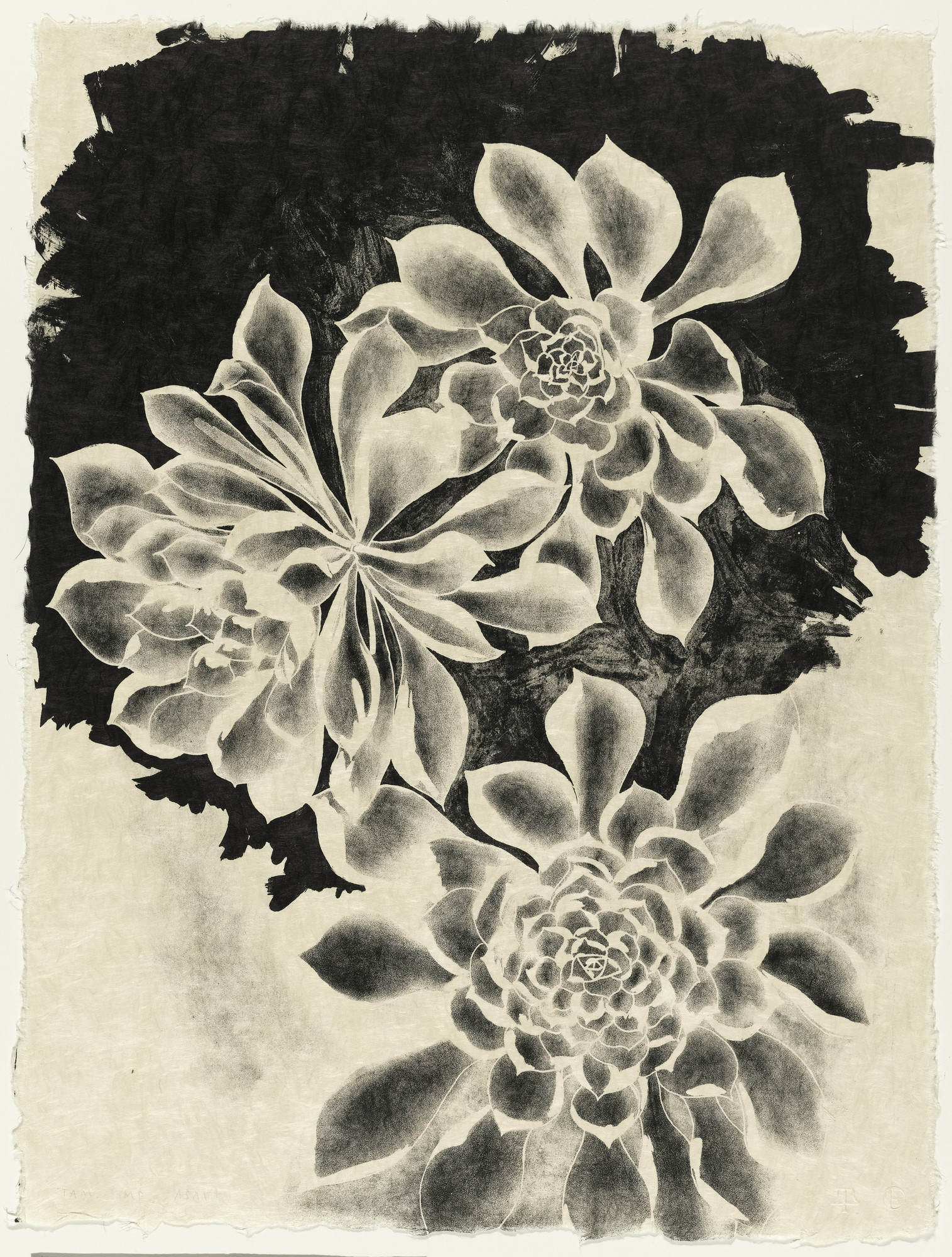 Ruth Asawa. Succulents (TAM.1475)