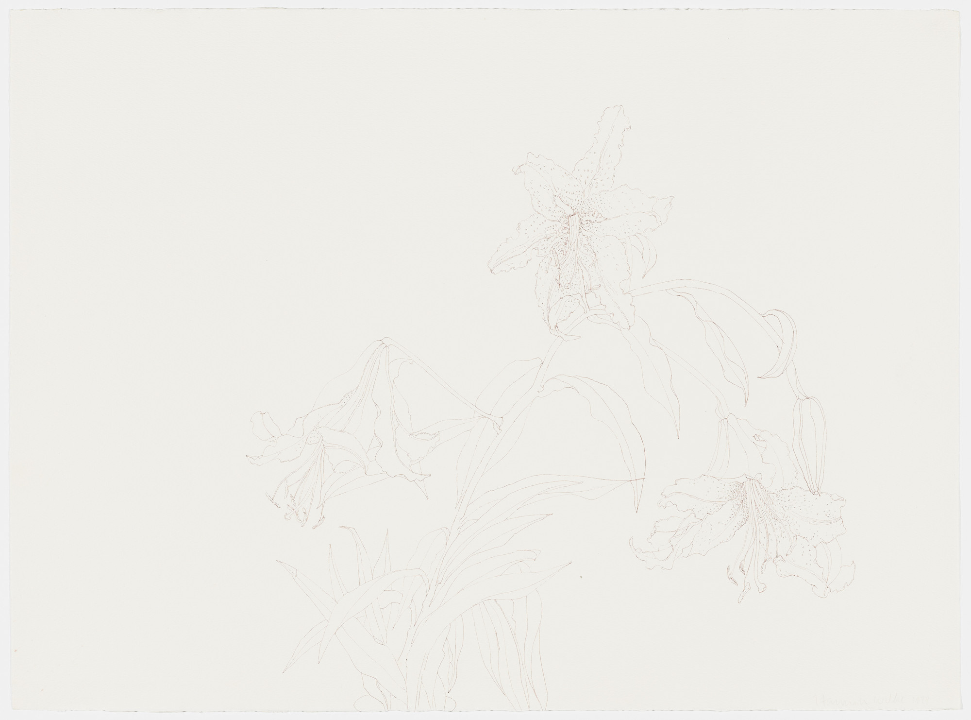 Hannah Wilke. Flower Drawing