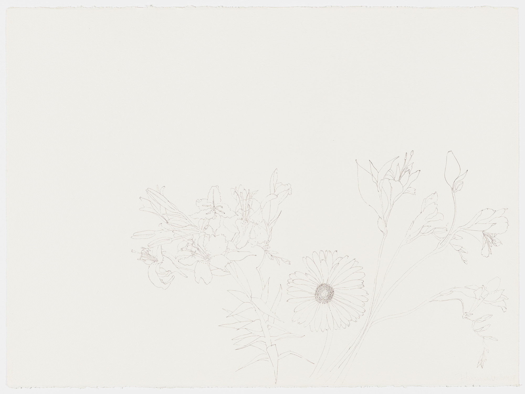 Hannah Wilke. Flower Drawing