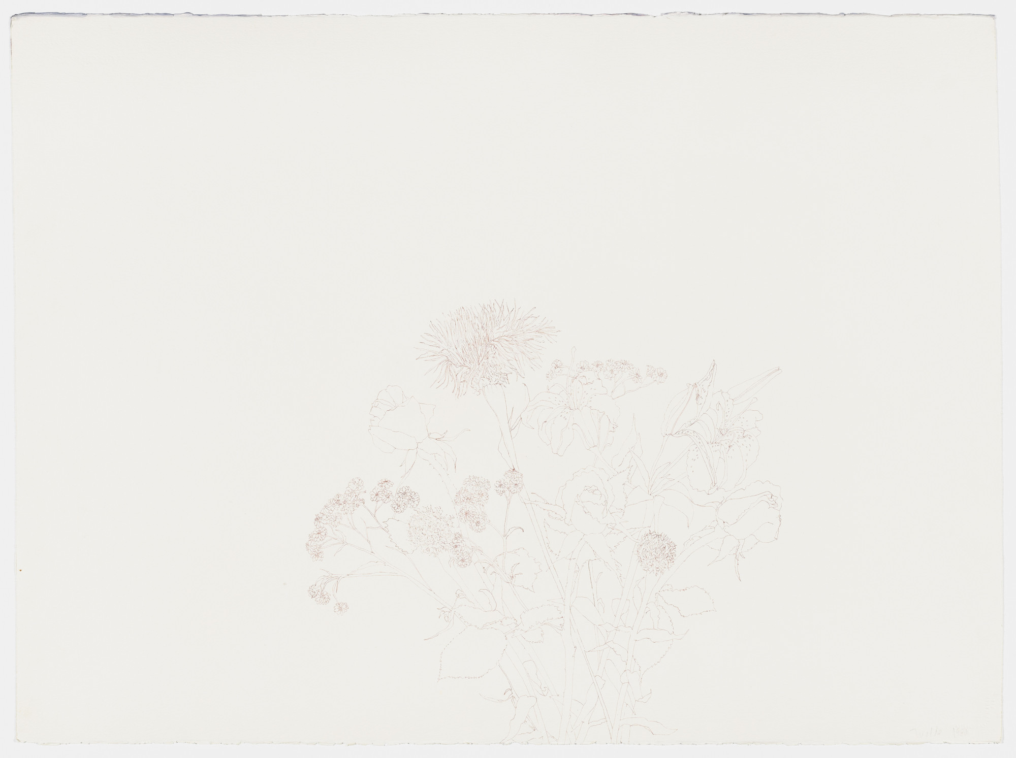 Hannah Wilke. Flower Drawing