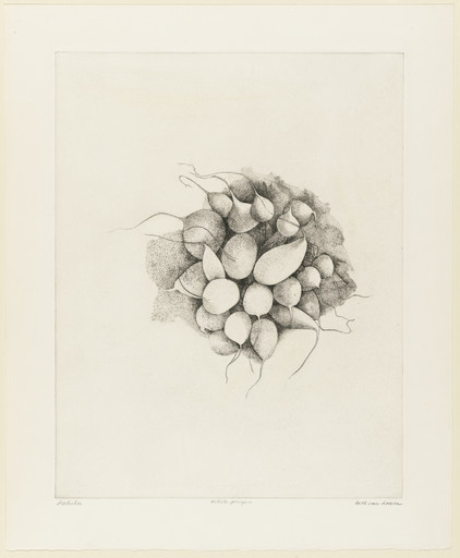 Radishes
