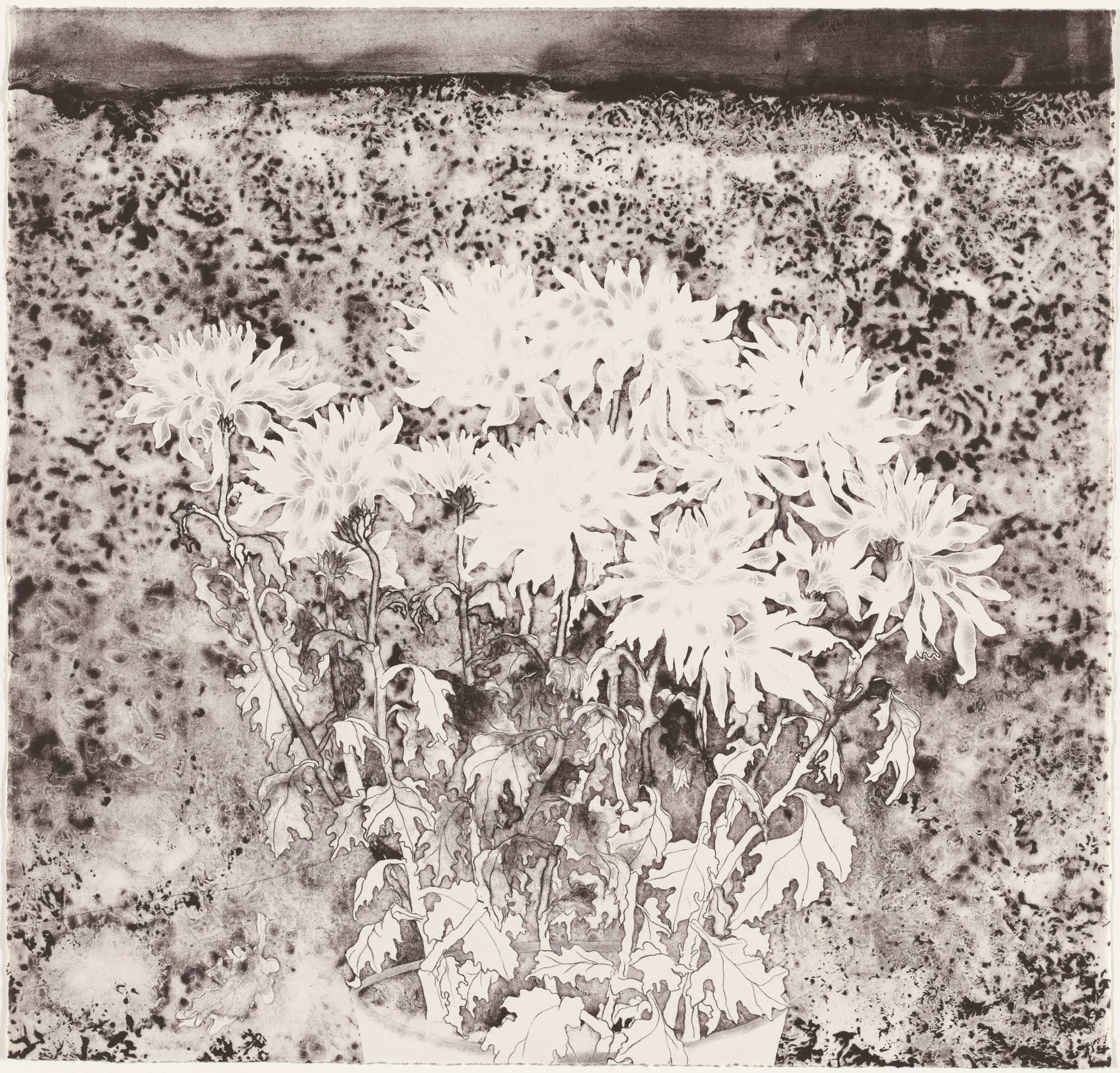 Ruth Asawa. Chrysanthemums (TAM.1477-III)