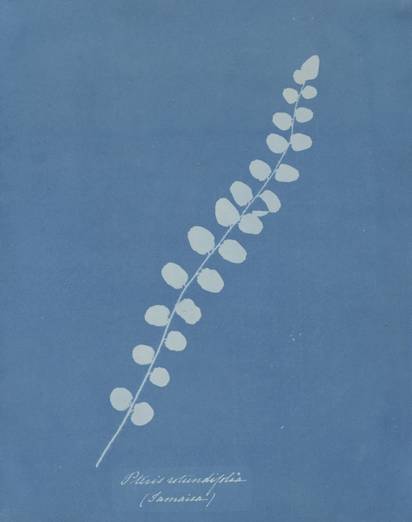 Anna Atkins. Pteris Rotundifolia (Jamaica) from the album Cyanotypes of British and Foreign Plants and Ferns. 1853