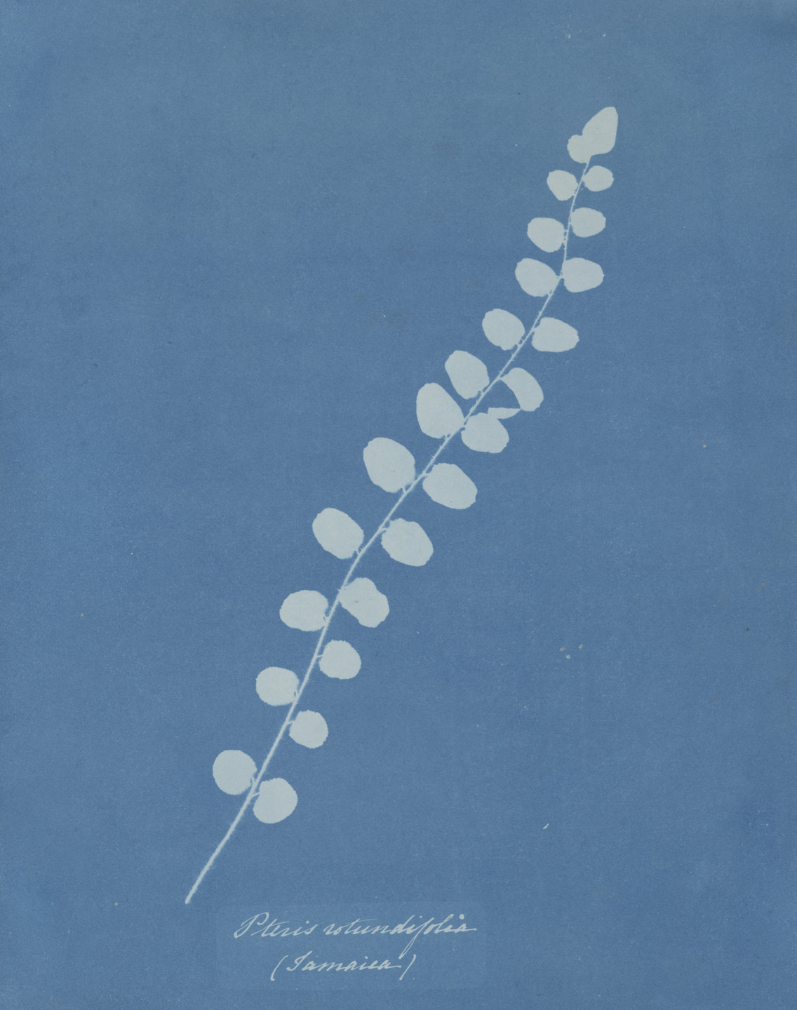 Anna Atkins. Pteris Rotundifolia (Jamaica) from the album Cyanotypes of British and Foreign Plants and Ferns. 1853