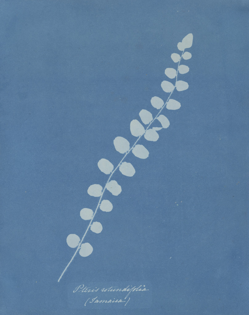 Plant
