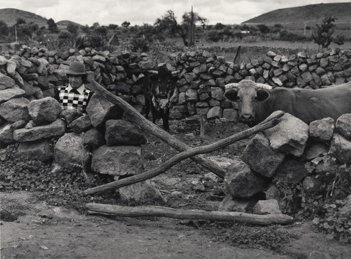 A Man and Two Cows