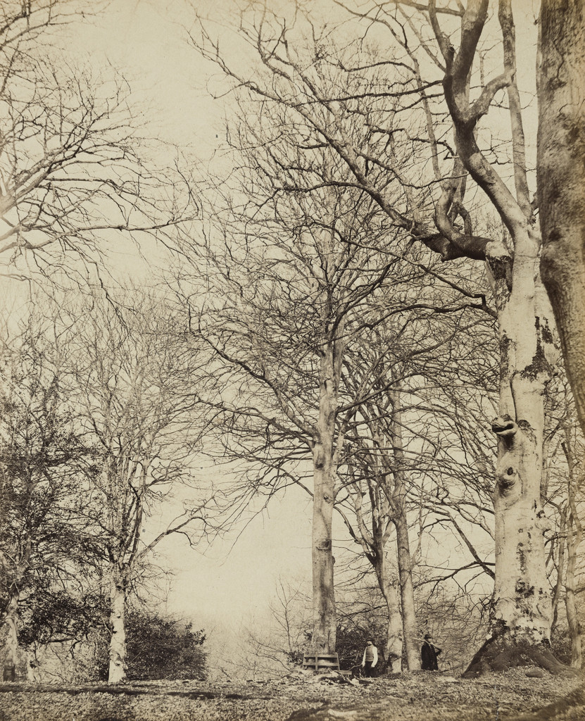 Queen Adelaide's Beech, James Sinclair, 1864