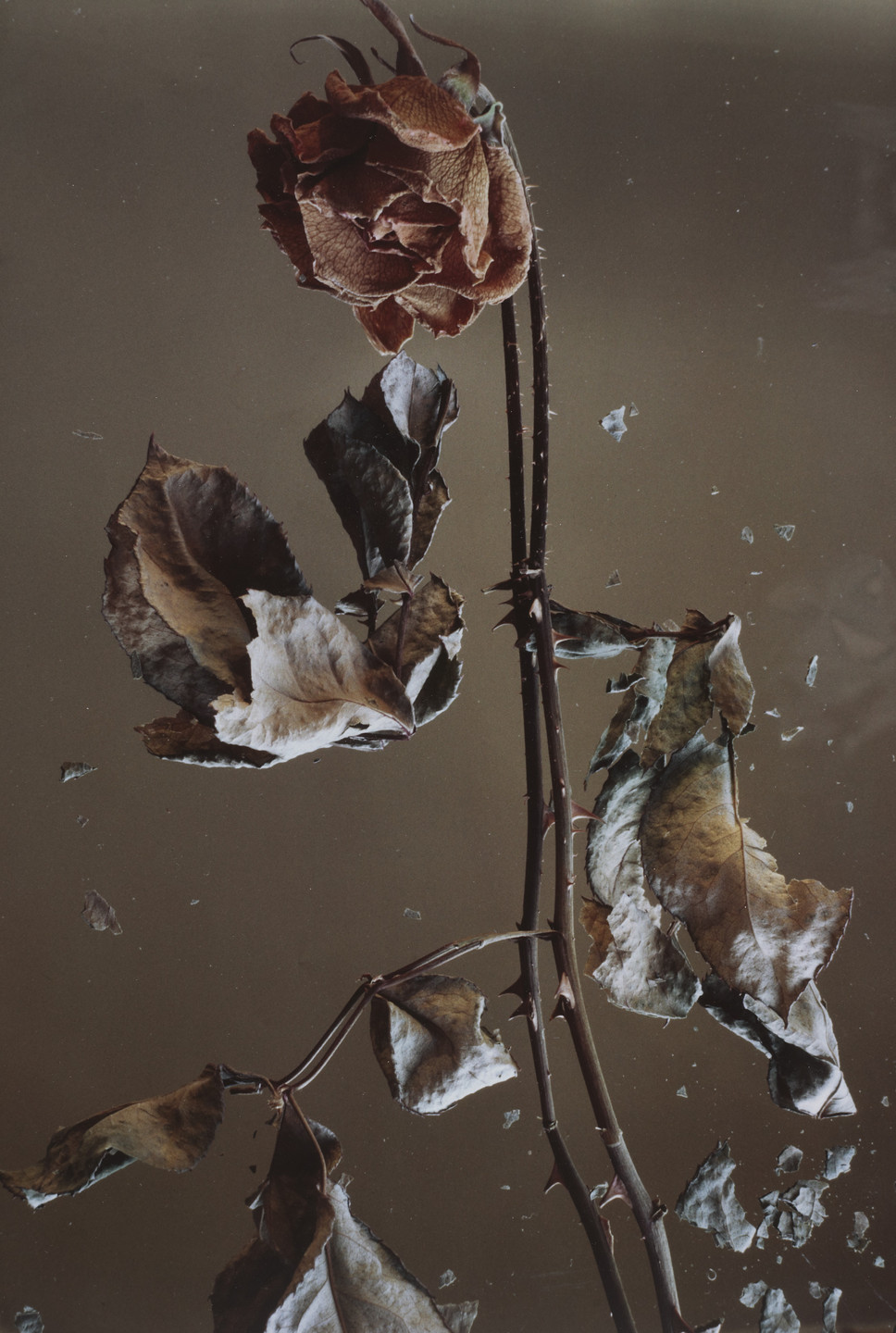 Barbara Norfleet. Untitled. 1981