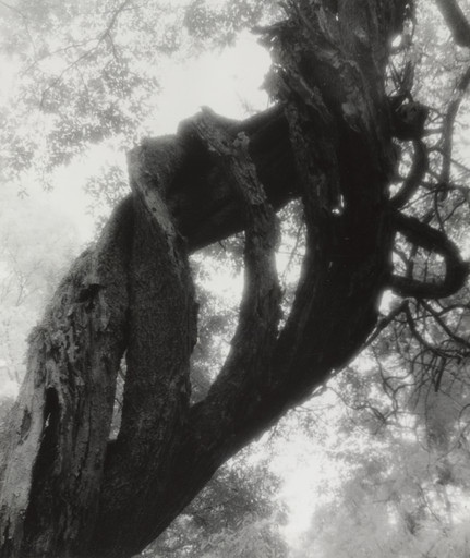 A Tree of Wisteria (A)