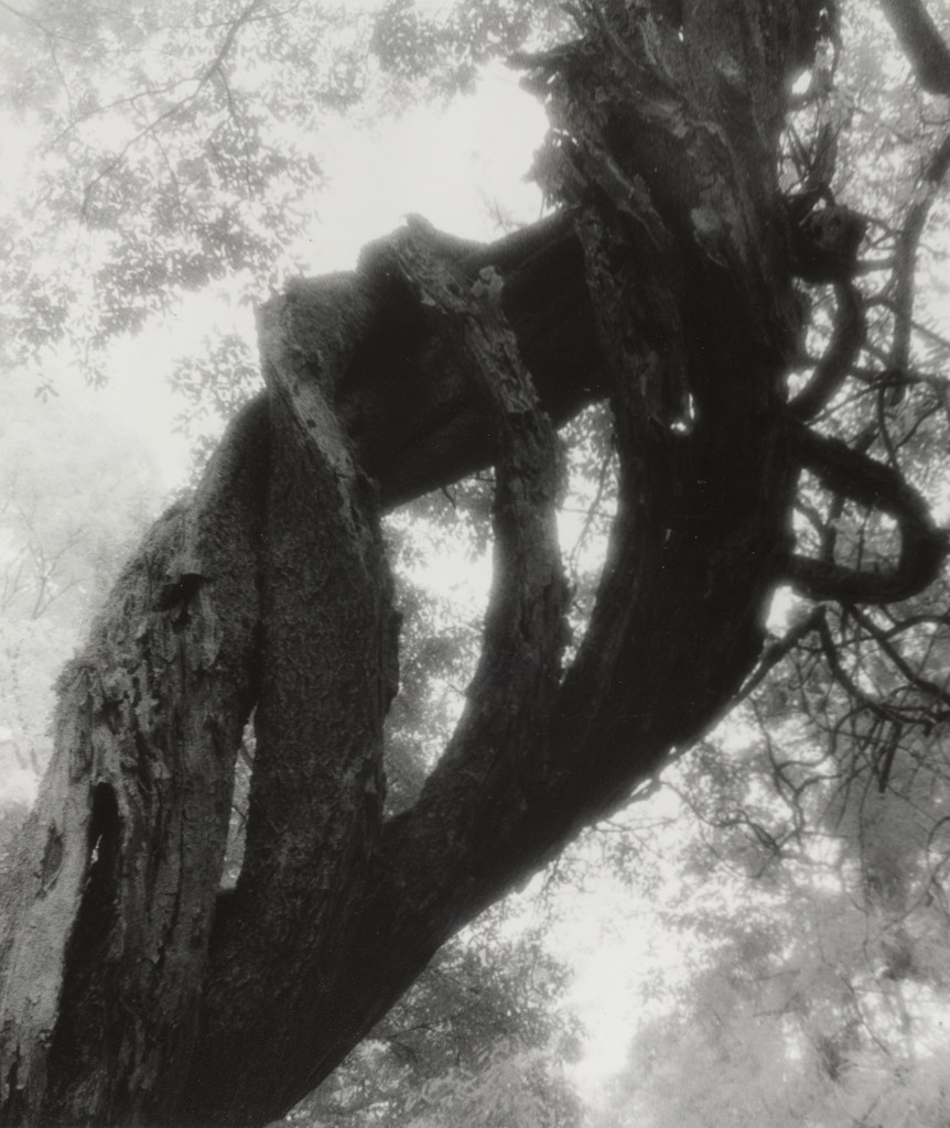 A Tree of Wisteria (A)
