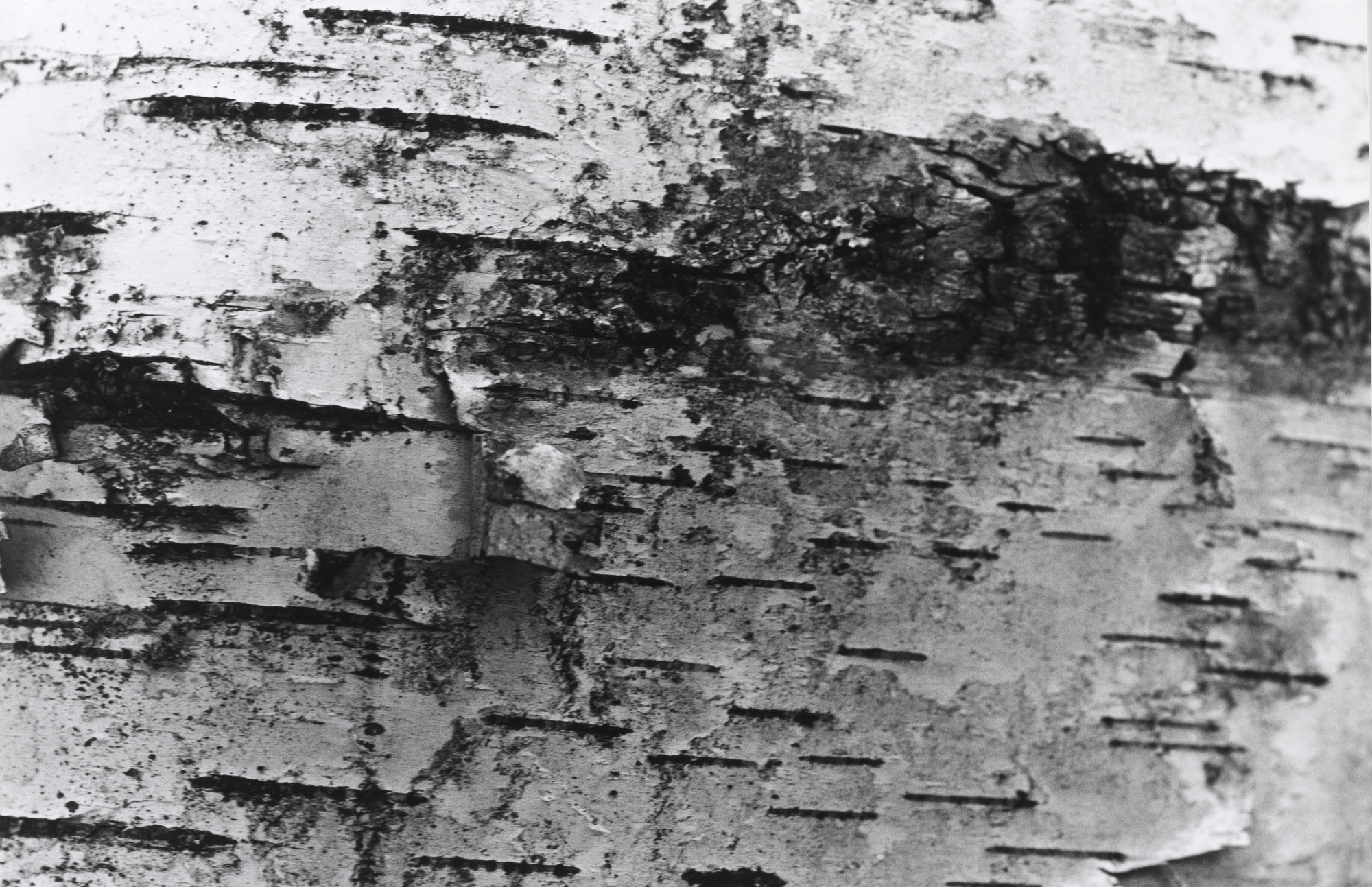 Alan Sonfist. Circumference of Beech Tree. 1969