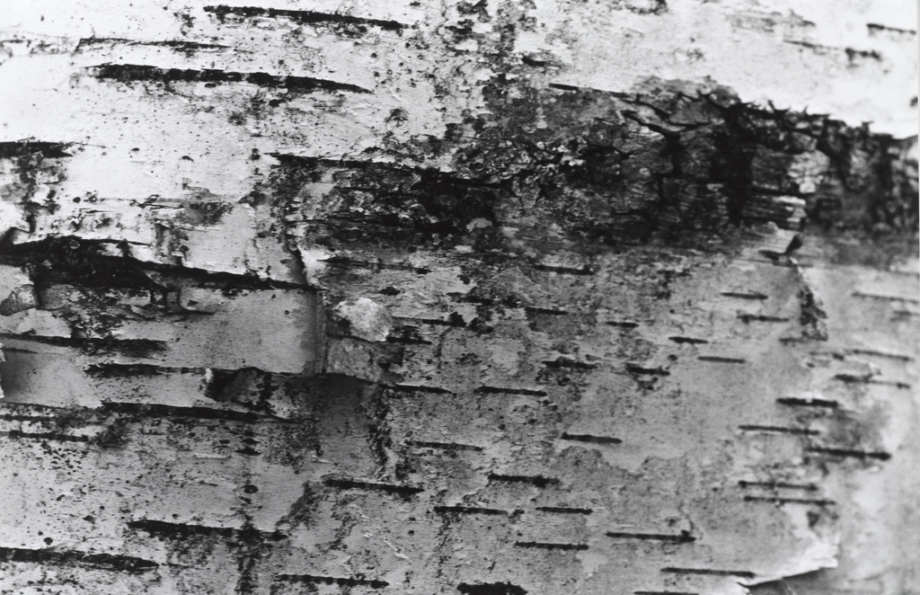 Circumference of Beech Tree