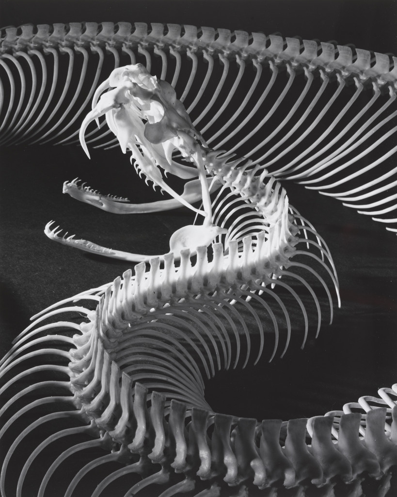 Snake
