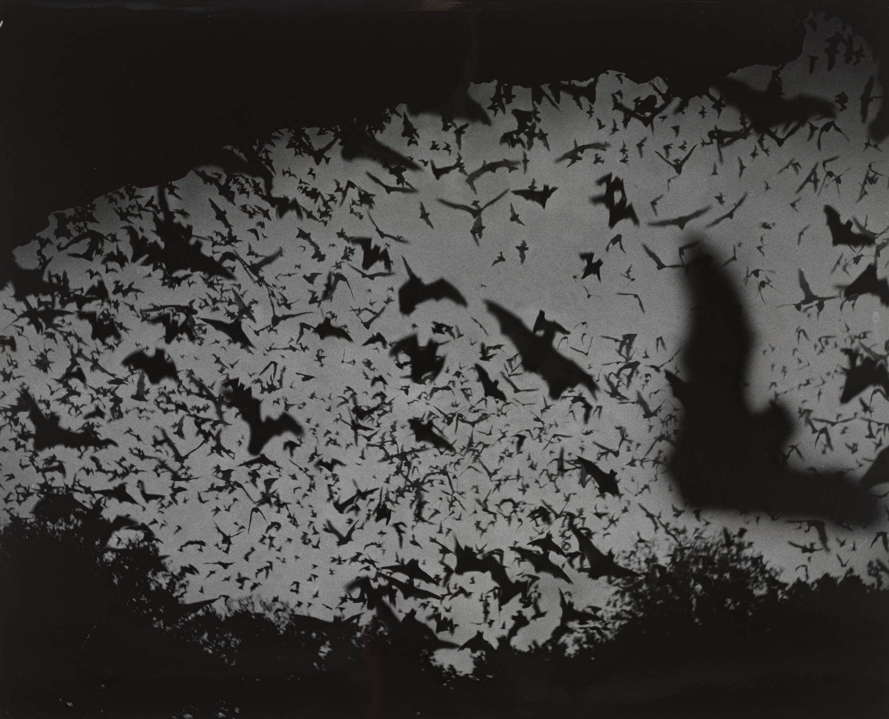 Andreas Feininger. Bat Flight. 1952
