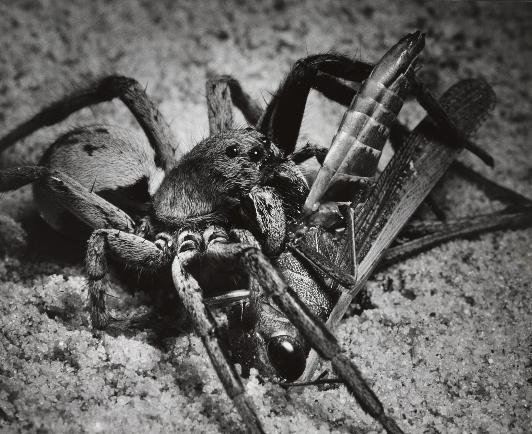 Andreas Feininger. Wolfspiders Eating Grasshoppers. 1951