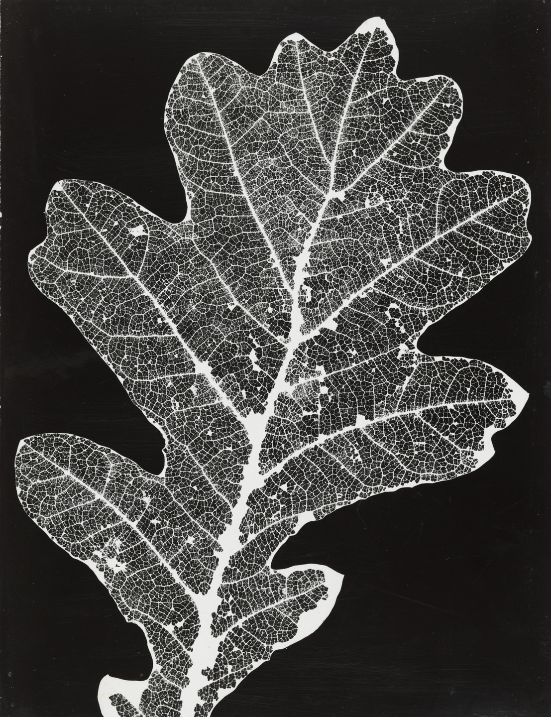 Andreas Feininger. Leaf Pattern. c. 1935