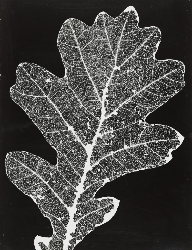 Oak