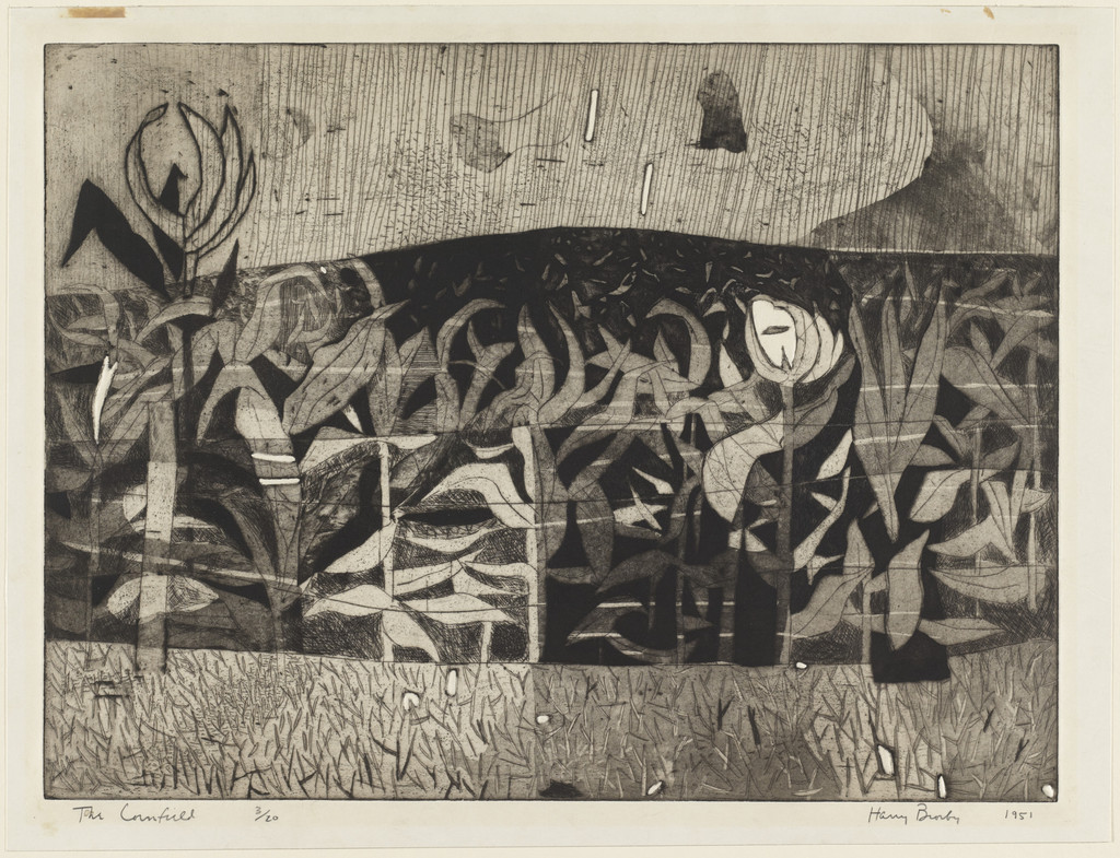 The Cornfield