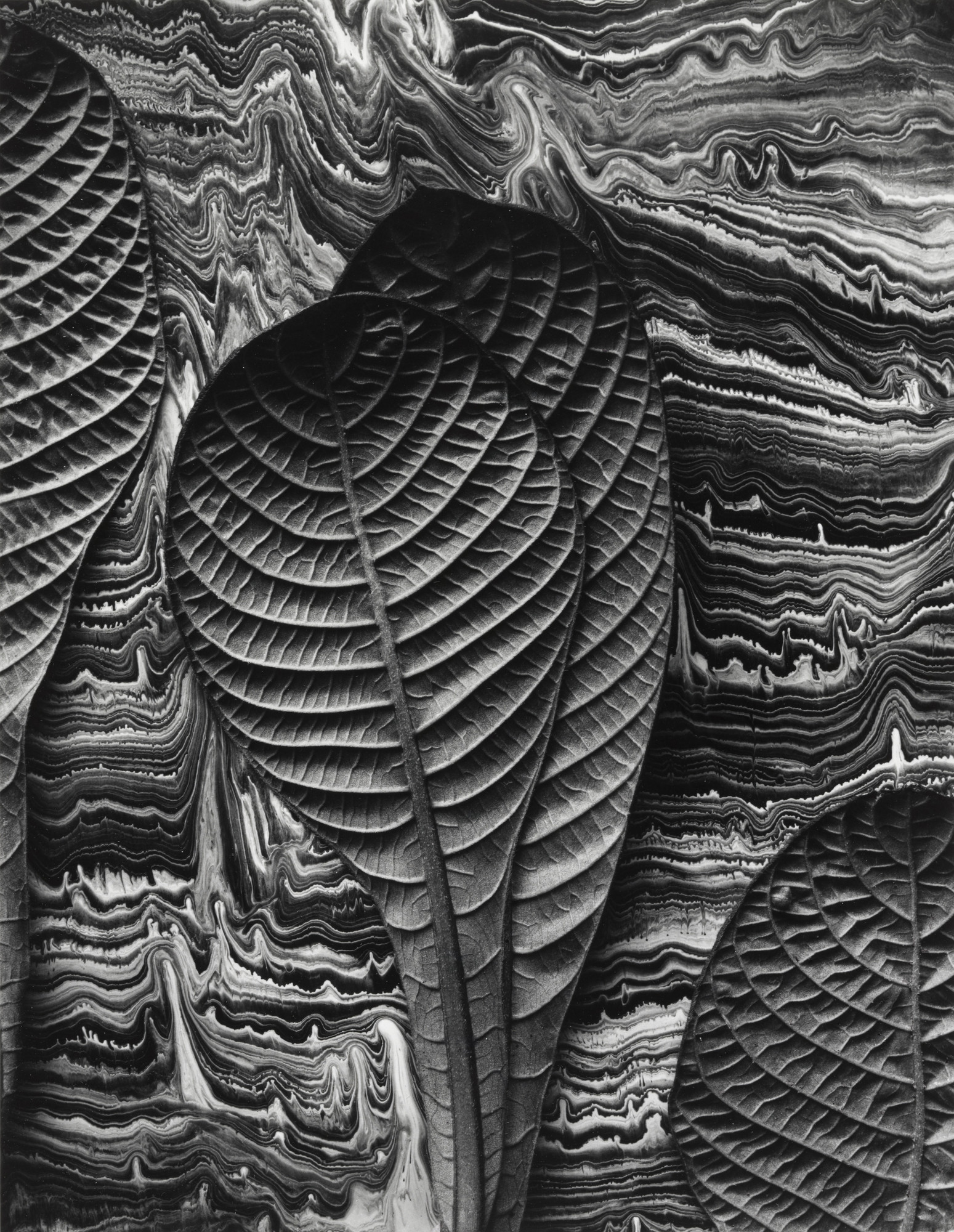 Don Worth. Tropical Leaves: Hoffmannia Refulgens, Mill Valley, California
