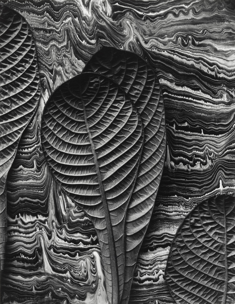 Tropical Leaves: Hoffmannia Refulgens, Mill Valley, California