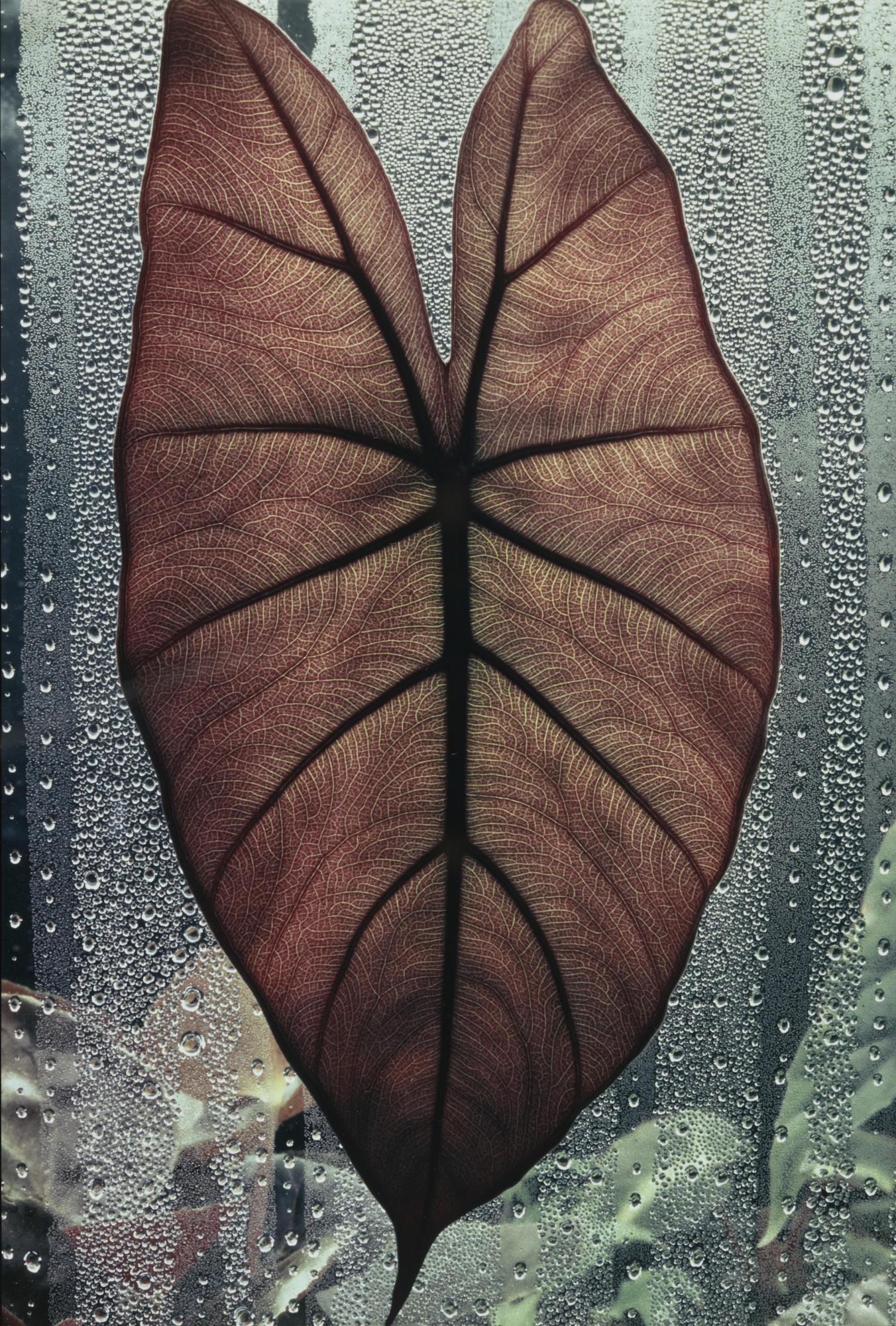 Don Worth. Leaf: Alocasia Indica Metallica, Mill Valley, California