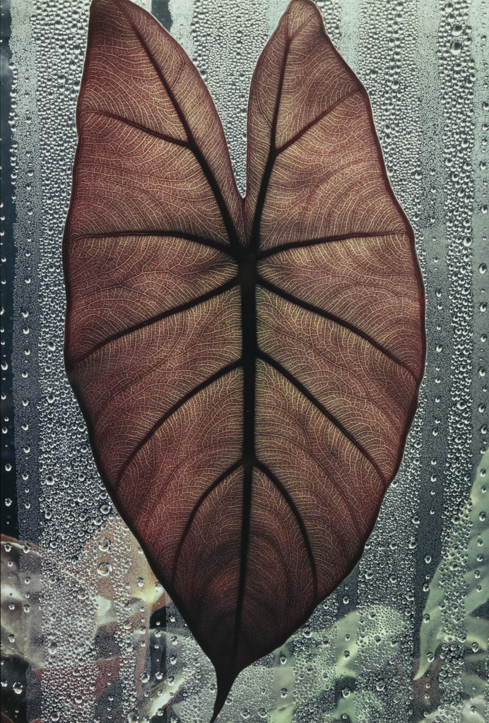 Leaf: Alocasia Indica Metallica, Mill Valley, California