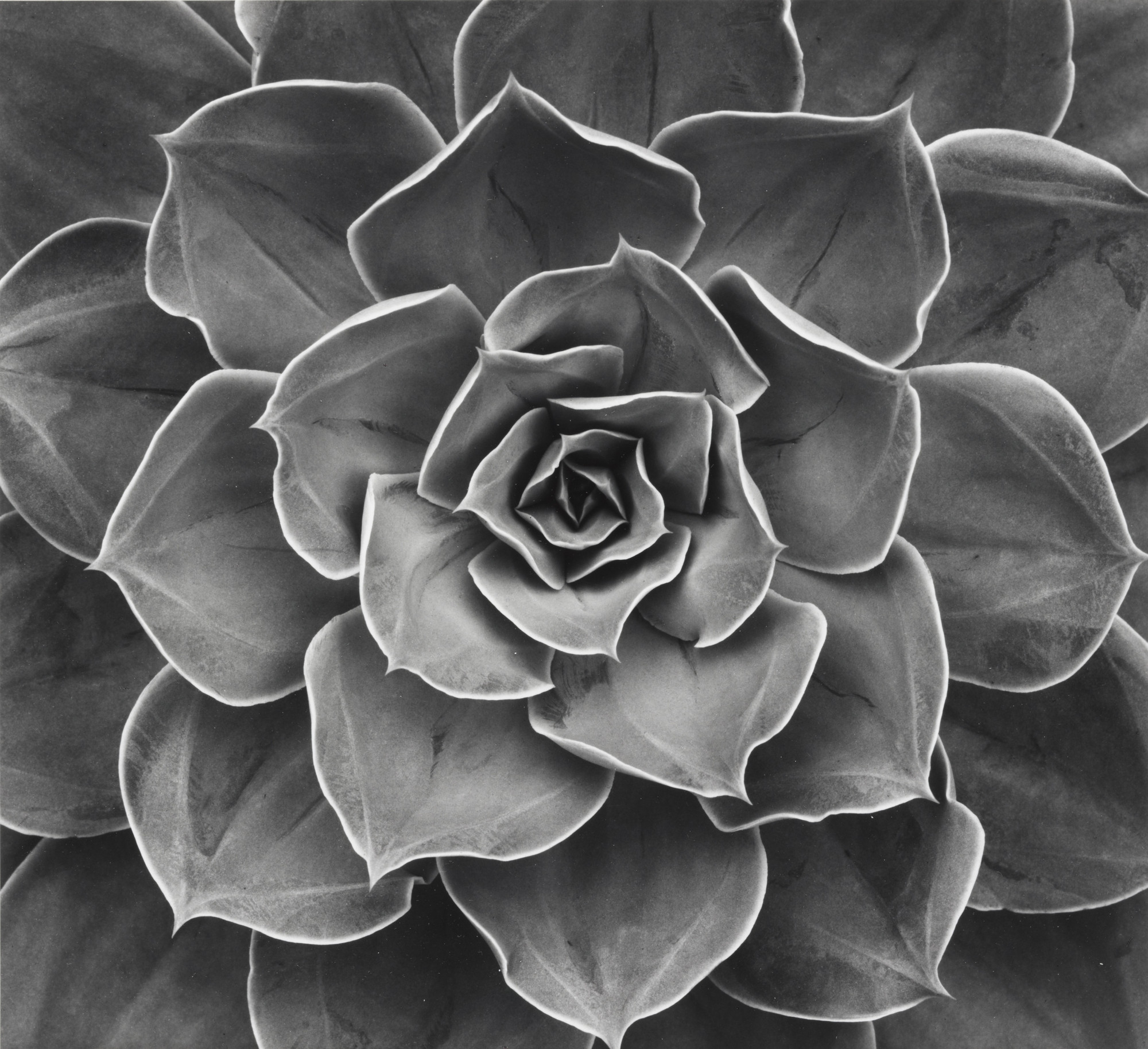 Don Worth. Succulent: Echeveria Subrigida Hybrid, Mill Valley, California