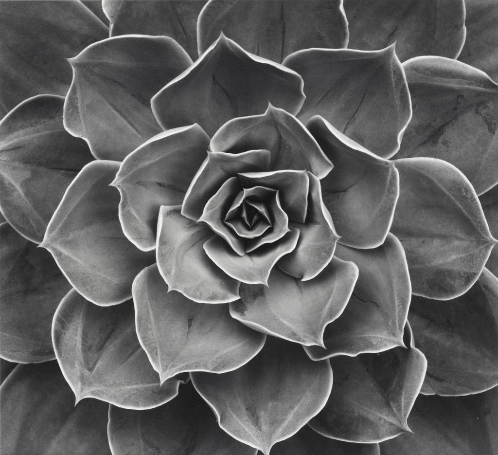 Succulent: Echeveria Subrigida Hybrid, Mill Valley, California, Don Worth, 1968