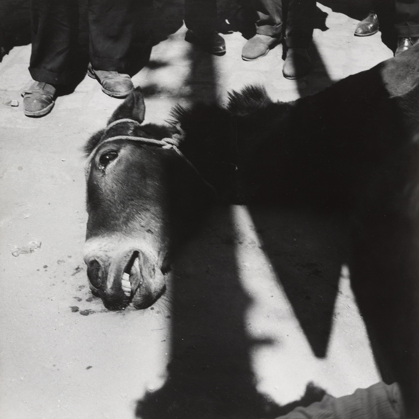 Claudia Andujar. Dying Donkey at the Seville Fair. 1959