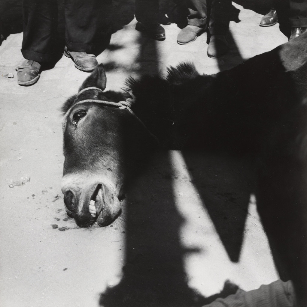 Dying Donkey at the Seville Fair