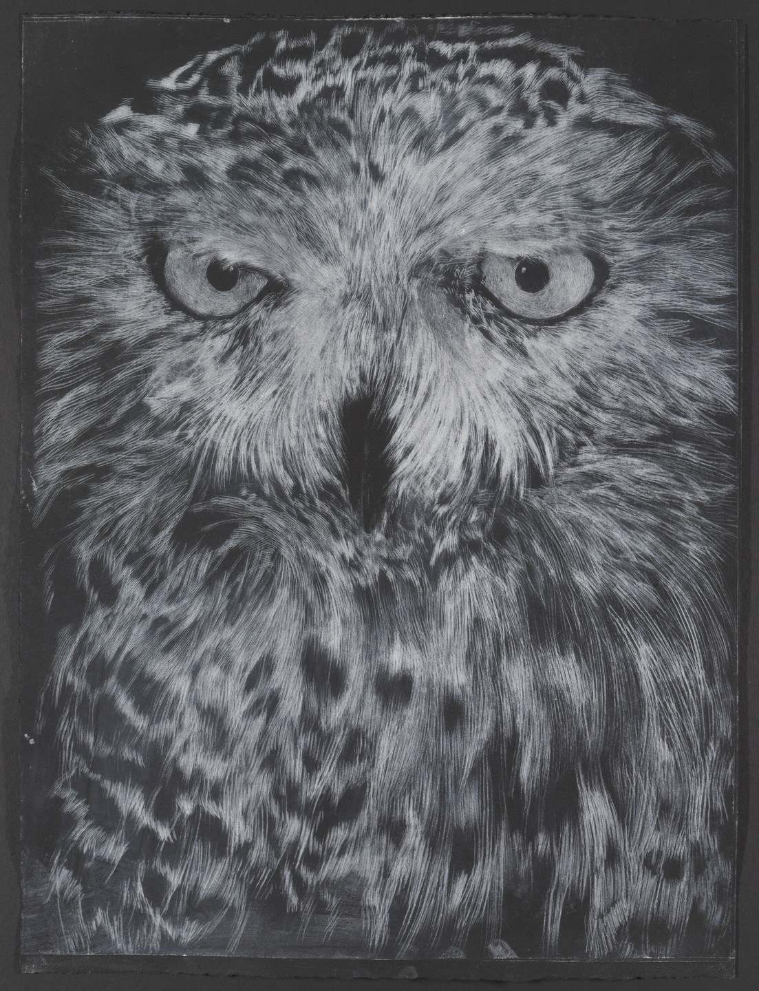 David Noonan. Snowy Owl. 2003