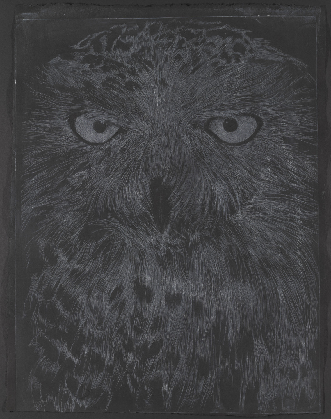 David Noonan. Snowy Owl. 2003