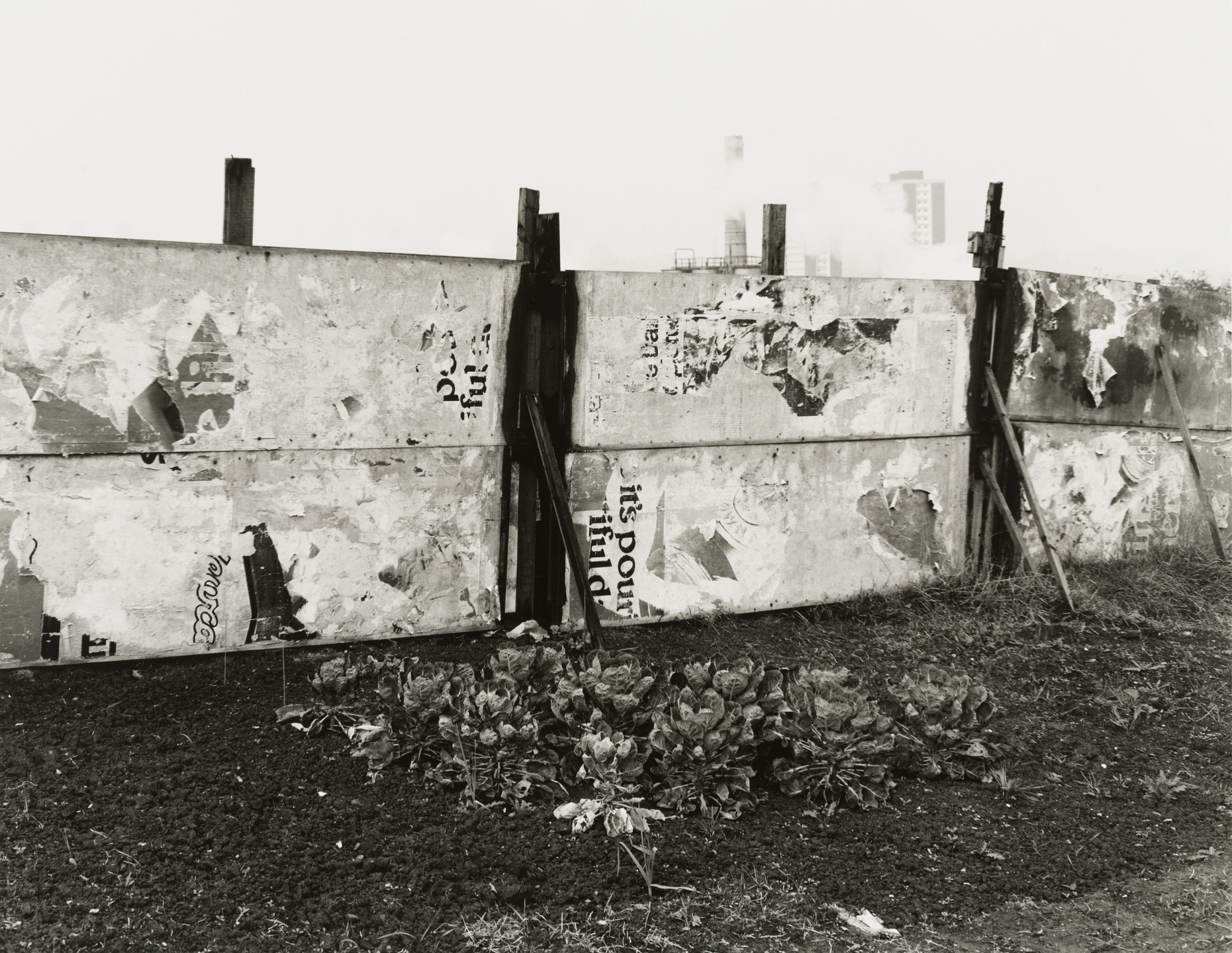 Chris Killip. Brussels Sprouts, Gateshead, Tyneside. 1977