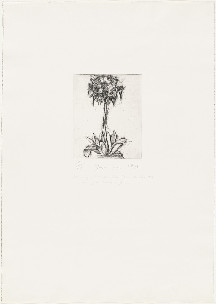 Primrose