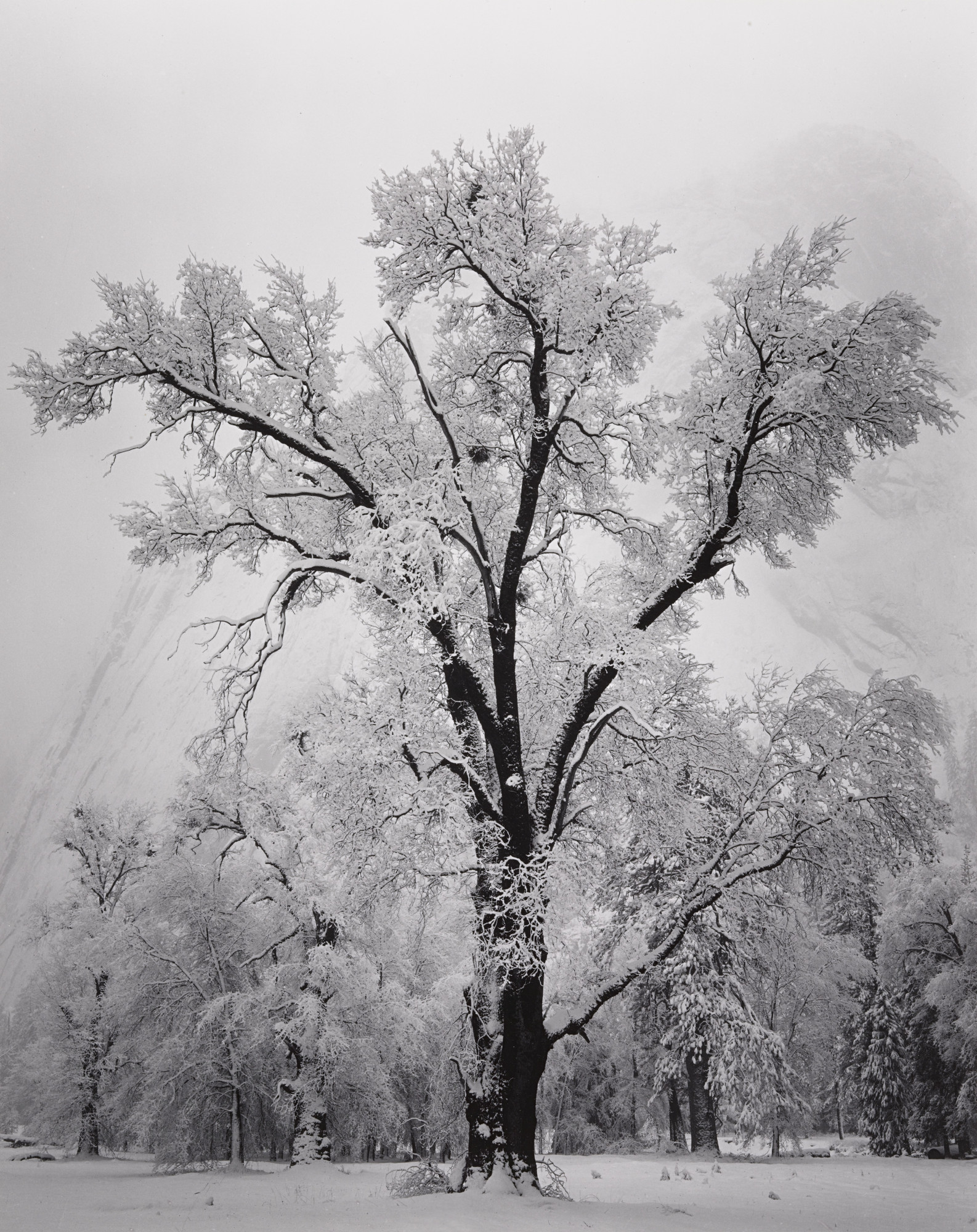 Ansel Adams. Oak Tree, Snow Storm, Yosemite
