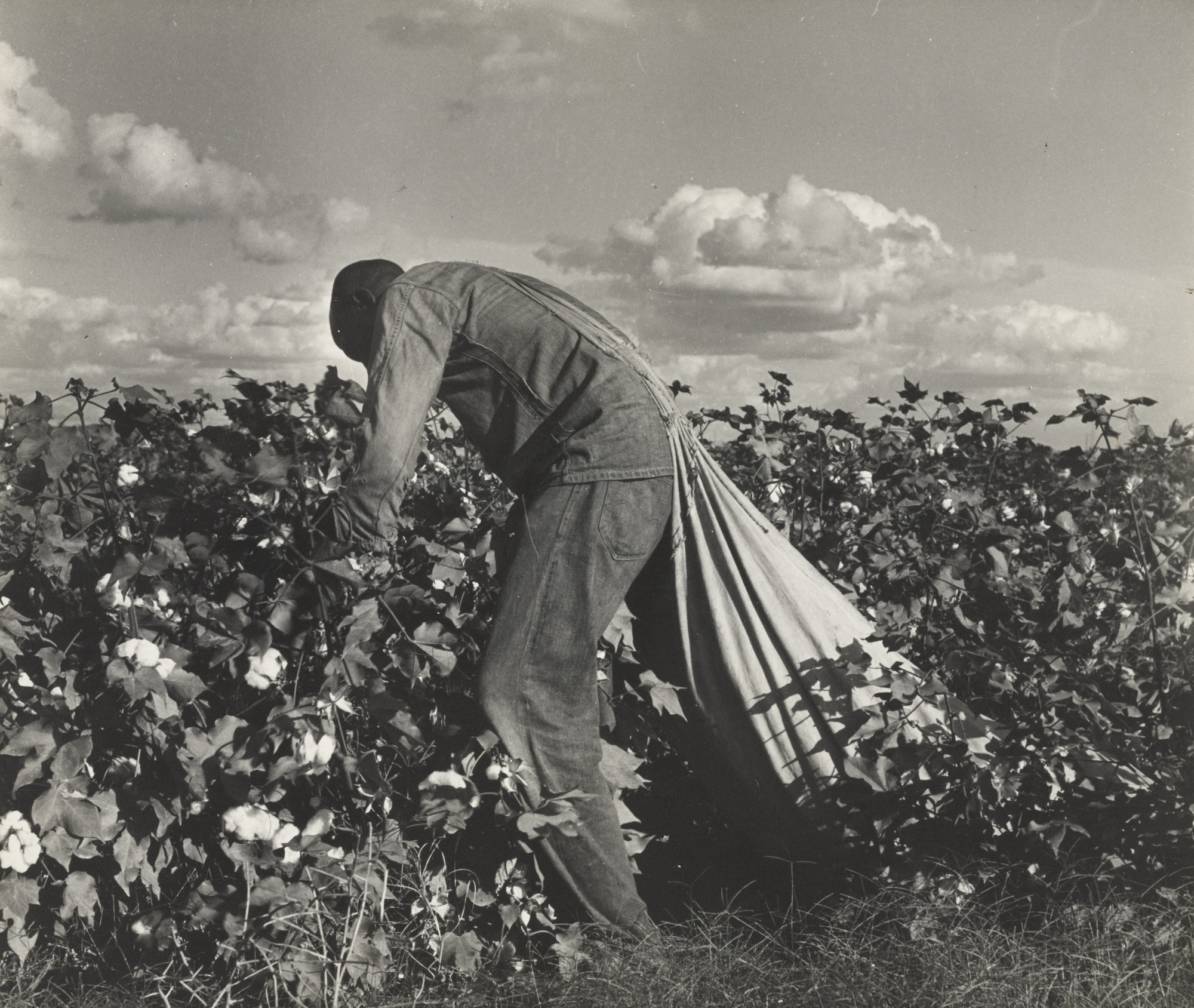 Dorothea Lange. Cotton Picker, San Joaquin Valley, California