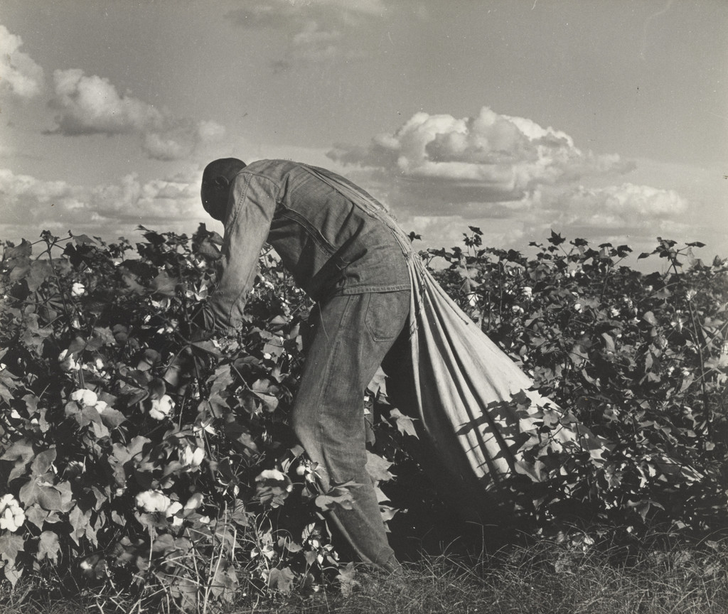 Cotton Picker, San Joaquin Valley, California