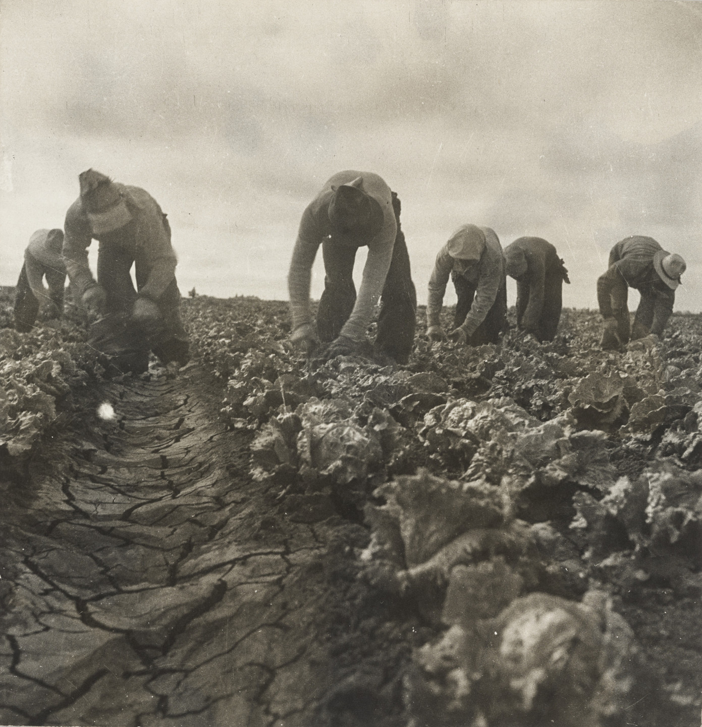 Dorothea Lange. Filipinos Cutting Lettuce, Salinas Valley, California. June 1935