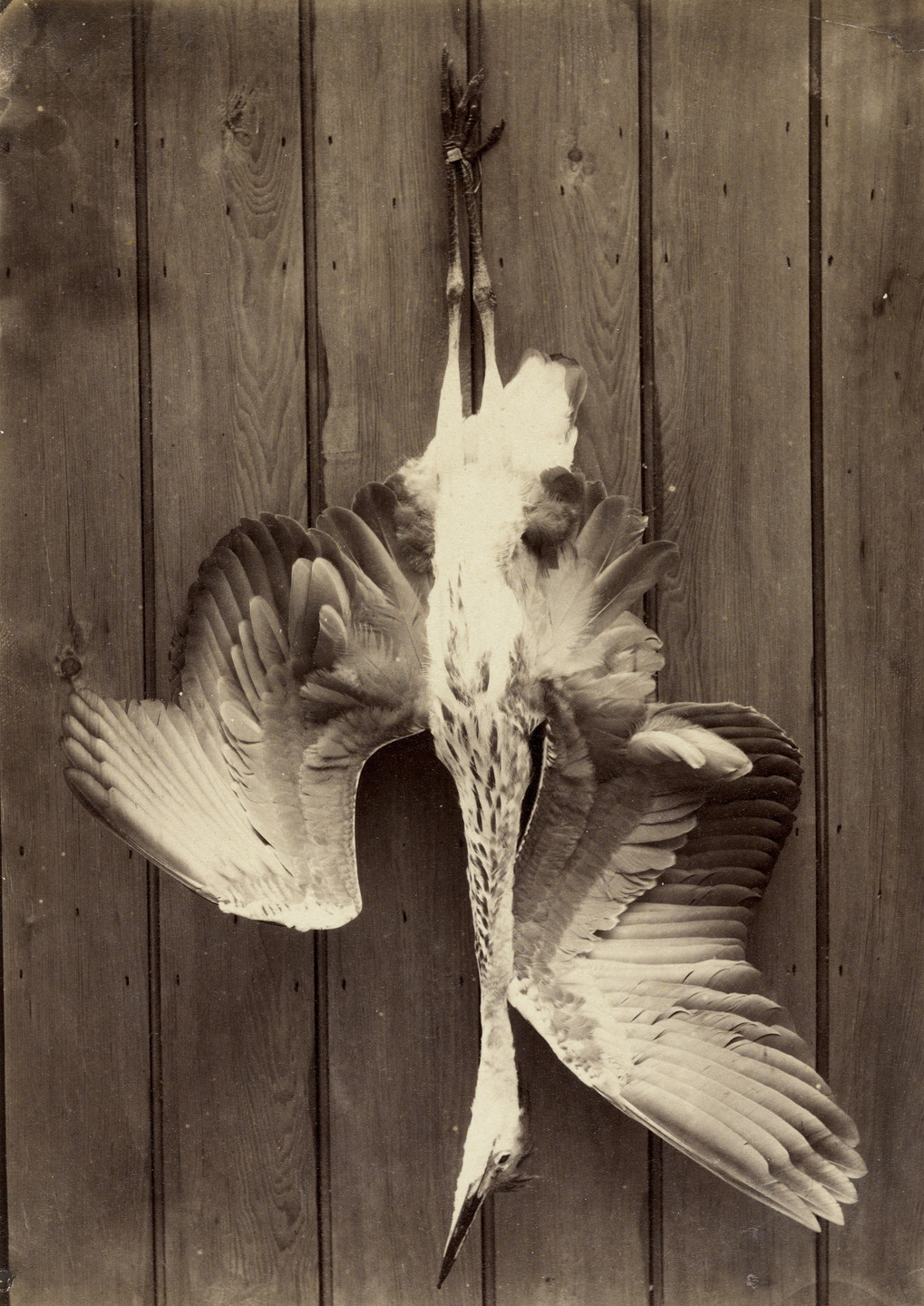 Francis Edmund Currey. Heron. 1863