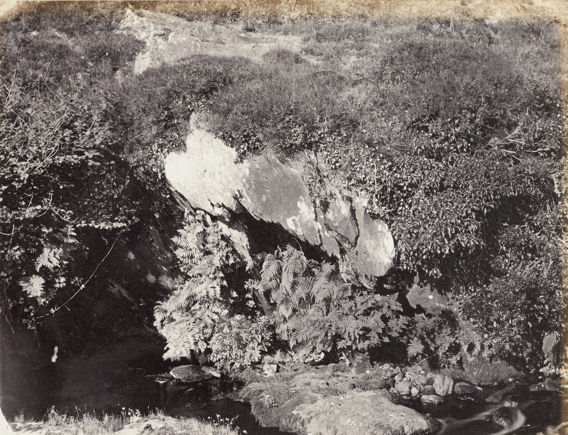 Francis Edmund Currey. Ferns Osmunda Regalis near Enniskeane Co. Cork. 1867