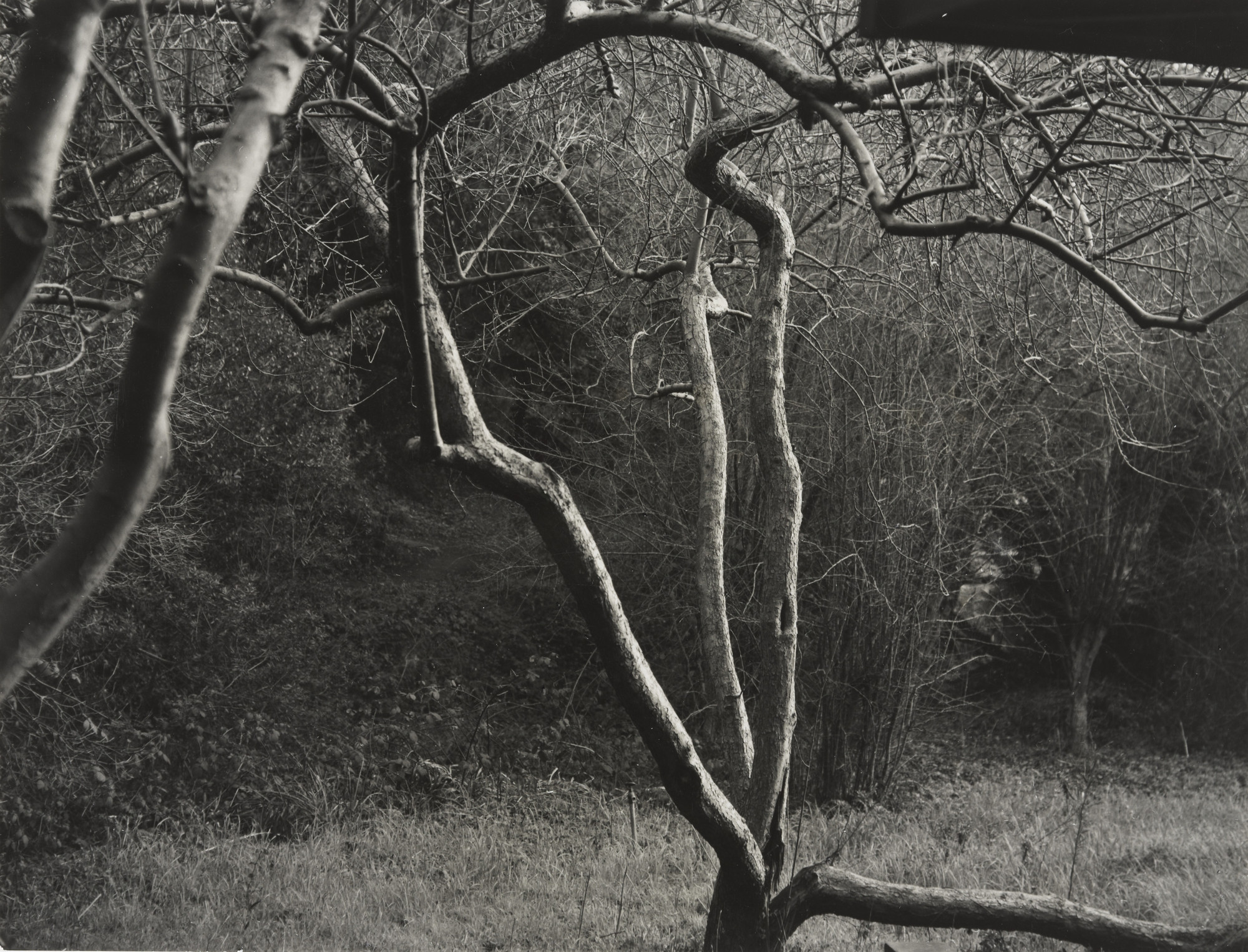 Dorothea Lange. Split Tree