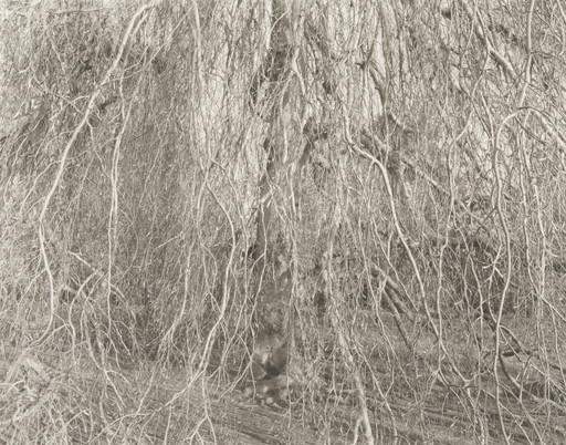 Tree, New Haven