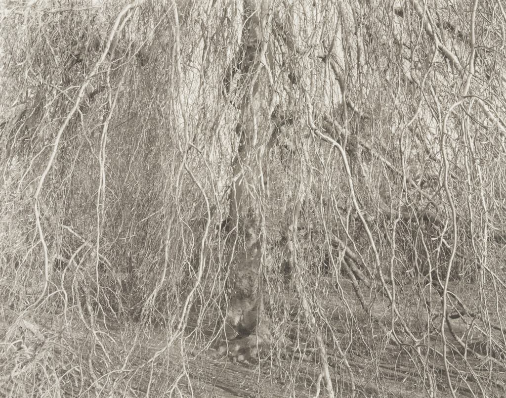 Tree, New Haven