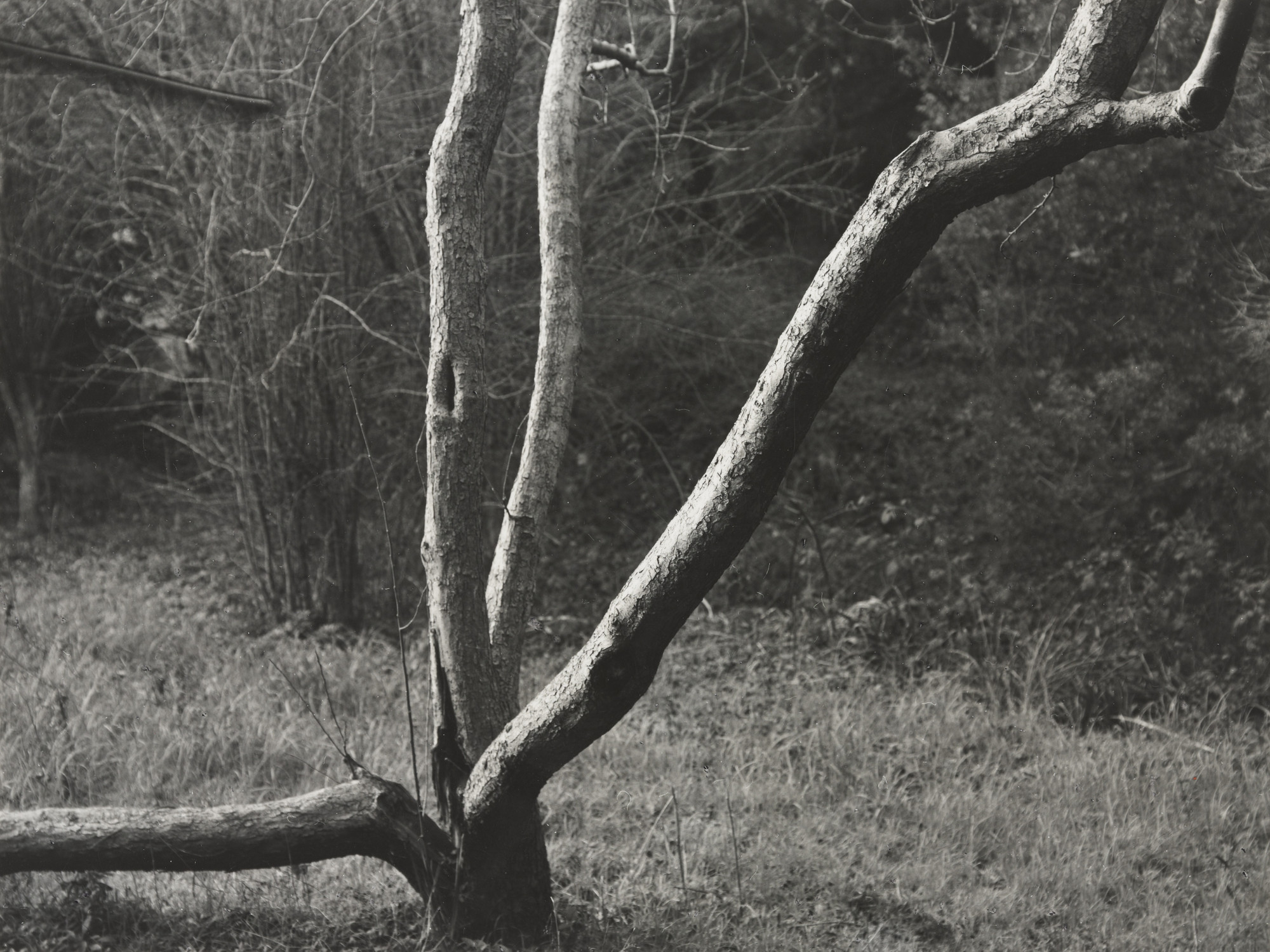 Dorothea Lange. Split Tree